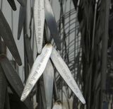 Metal leaves of Emanuel Remembrance Tree_Great Synagogue