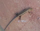 Small Lizard on balcony Tent 8