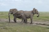 Two elephants protecting infant calf
