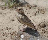 Merlin suggests_Fischers Sparrowlark_Female