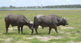  Cape Buffalo bulls