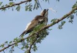 Merlin suggests White Browed Sparrow Weaver