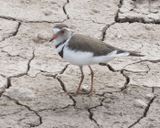 Three Banded Plover