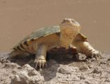Terrapin