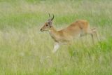 Bohor Reedbuck