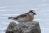 Merlin suggests_Chestnut Banded Plover
