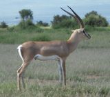 Grants Gazelle...juveniles have black stripe