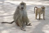 Yellow Baboons sitting in middle of road