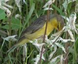  Merlin suggests Speckled Weaver bird
