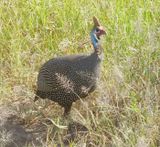 Helmeted Guineafowl