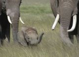 Elephants with small calf.