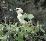 White Headed Buffalo Weaver