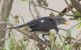 Merlin suggests_Red Billed Buffalo Weaver.