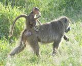 Yellow Baboon baby hitching a lift.