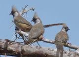 Speckled Mousebirds.