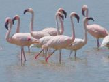 Lesser Flamingos