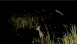 Elerai Conservancy_Dik Dik on night drive.