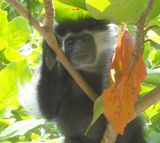 Black and White Colobus Monkey