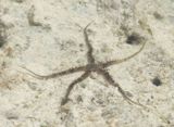 Sea Spider has five arms