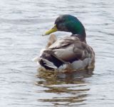 Male Mallard_Elterwater
