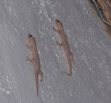 House Geckos in Banda 1 