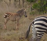 Burchells Zebra foal
