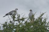 Eastern Chanting Goshawks