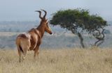 Laikipia Hartebeest by acacia