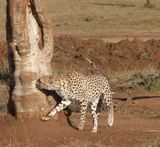 Cheetah with stiff front leg testing for scent on tree