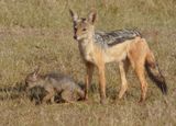Silver Backed also called Black Backed Jackal adult and smallest pup