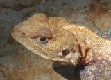 Male Agama lionotus_Kenyan Rock Agama