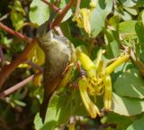 Immature Marico sunbird