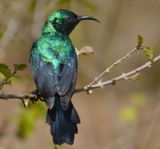 Male Marico Sunbird