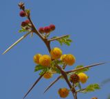Acacia flowers_Google suggests Thorny acacia also called Gum Arabic or Egyptian acacia