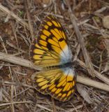 Colis butterfly_maybe C aurigineus_African Gold Arab_Veined Gold