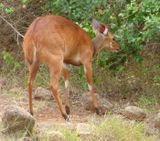 Bushbuck near Banda 2