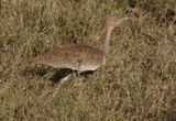 Buff Crested Bustard