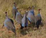 Vulturine Guineafowl
