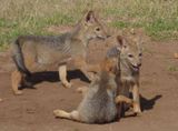 Silver Backed Jackal pups.JPG