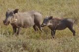 Warthogs