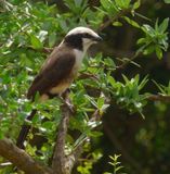 Northern White Crowned Shrike