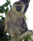 Black Faced Vervet monkey mother suckling offspring