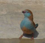 Female Red Cheeked Cordon Bleu by pool