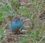 Male Red Cheeked Cordon Bleu
