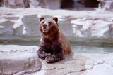 Brown Bear 00.jpg