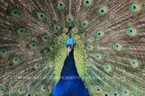Peacock 19.jpg