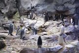 Penguins 18.jpg