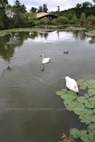 Swans and Ducks 15.jpg
