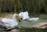 Swans with Cygnet 23.jpg