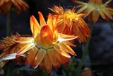 Straw Flower and Spider 23.jpg